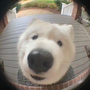 Meet your Posher, Shuyi